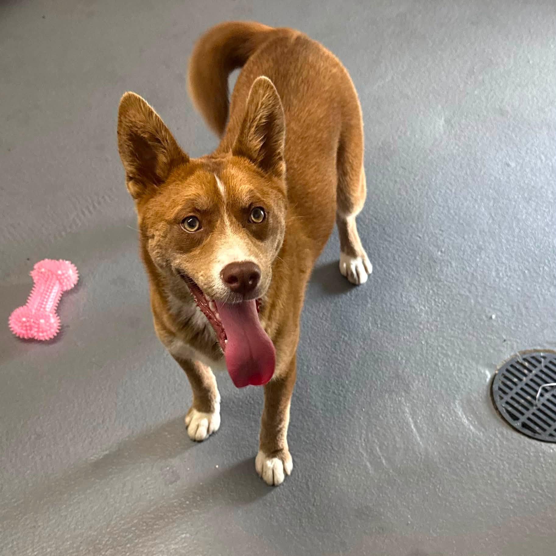 Enlarge SHELLY, a ADOPTABLE mixed breed in Cadiz, OH image 2/4