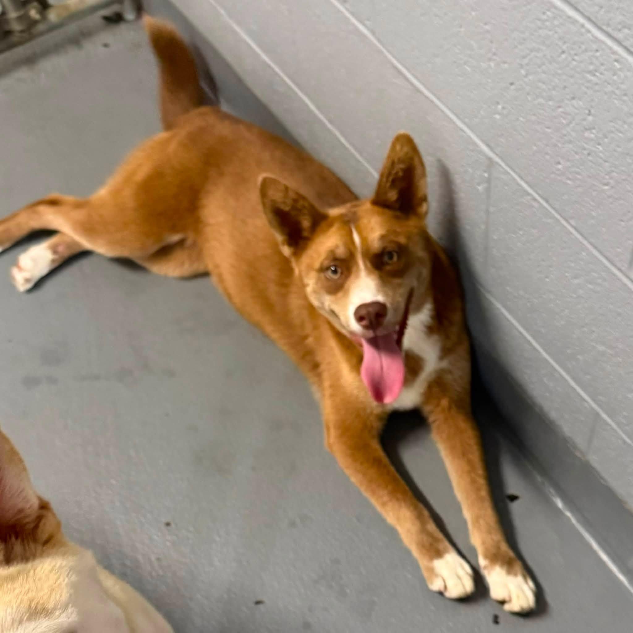 Enlarge SHELLY, a ADOPTABLE mixed breed in Cadiz, OH image 3/4