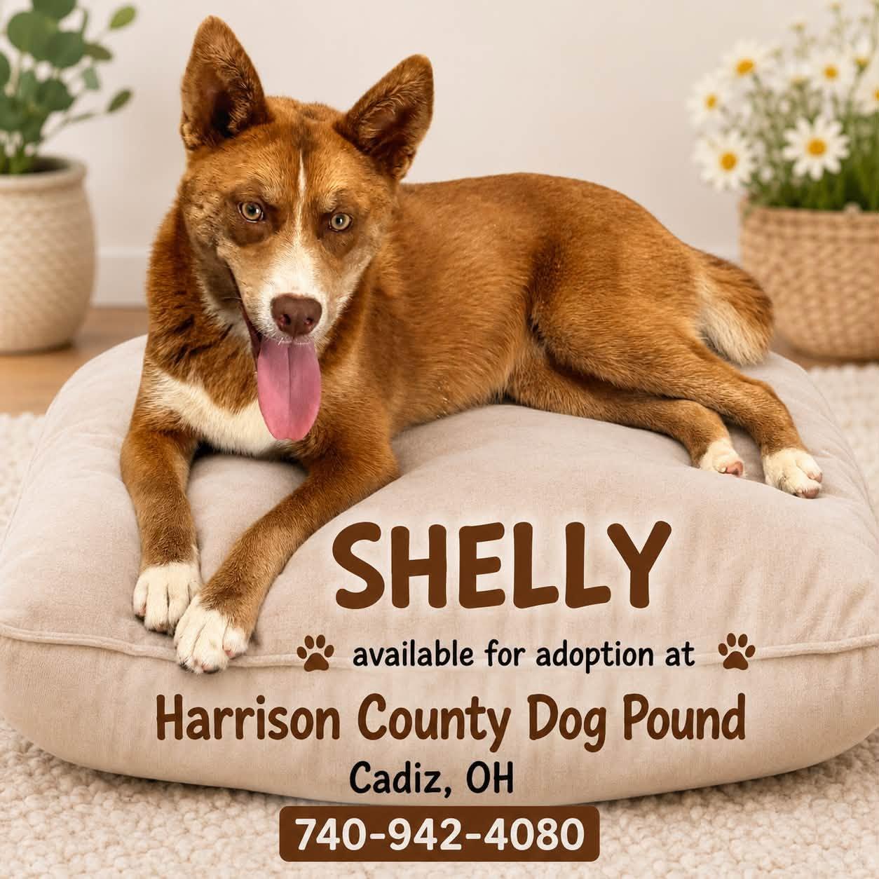 SHELLY, ADOPTABLE, Young Female Husky.