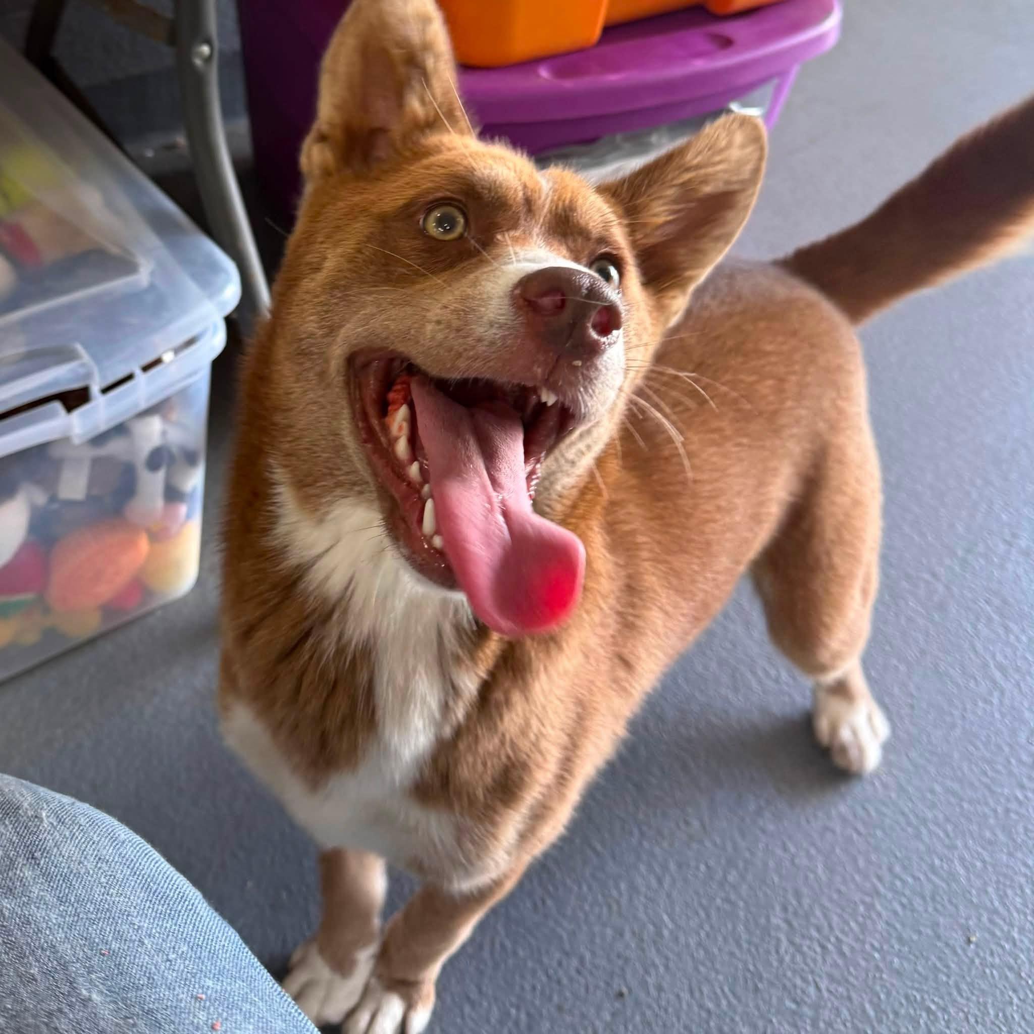 Enlarge SHELLY, a ADOPTABLE mixed breed in Cadiz, OH image 4/4