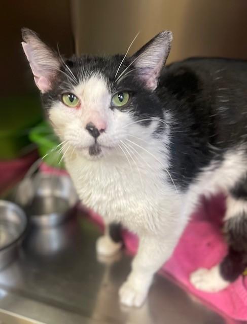 Enlarge Tony Montana, an adopted Domestic Short Hair in Prudenville, MI image 1/1