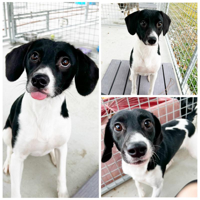 Enlarge Buddy, an adopted Mixed Breed in Dublin, VA image 1/1