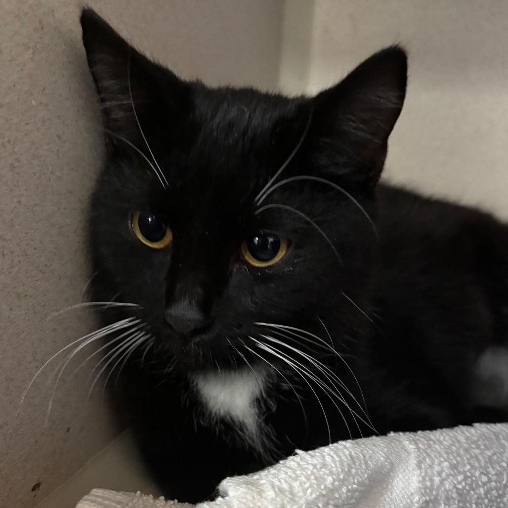 Enlarge Copper, a Adoptable Domestic Short Hair in Lakeland, FL image 1/2