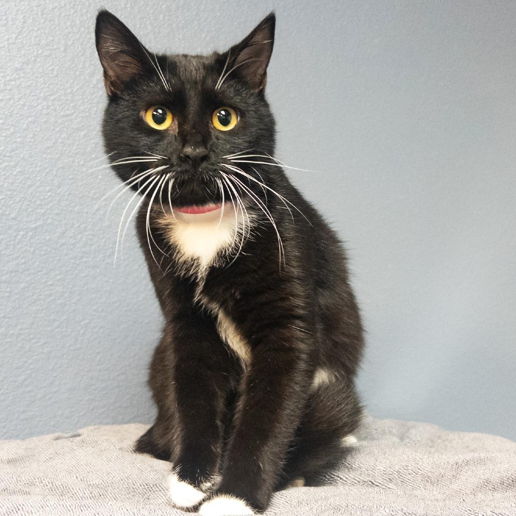 Enlarge Copper, a Adoptable Domestic Short Hair in Lakeland, FL image 2/2