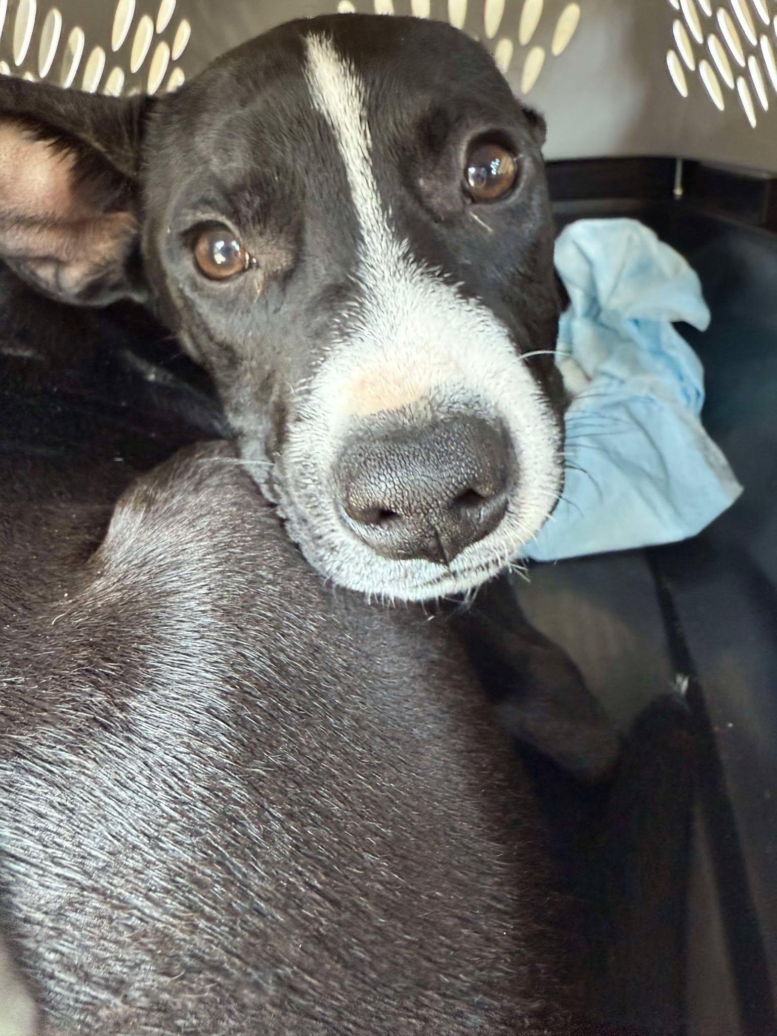 Enlarge Evie, a Adopted mixed breed in Palm Bay, FL image 4/5