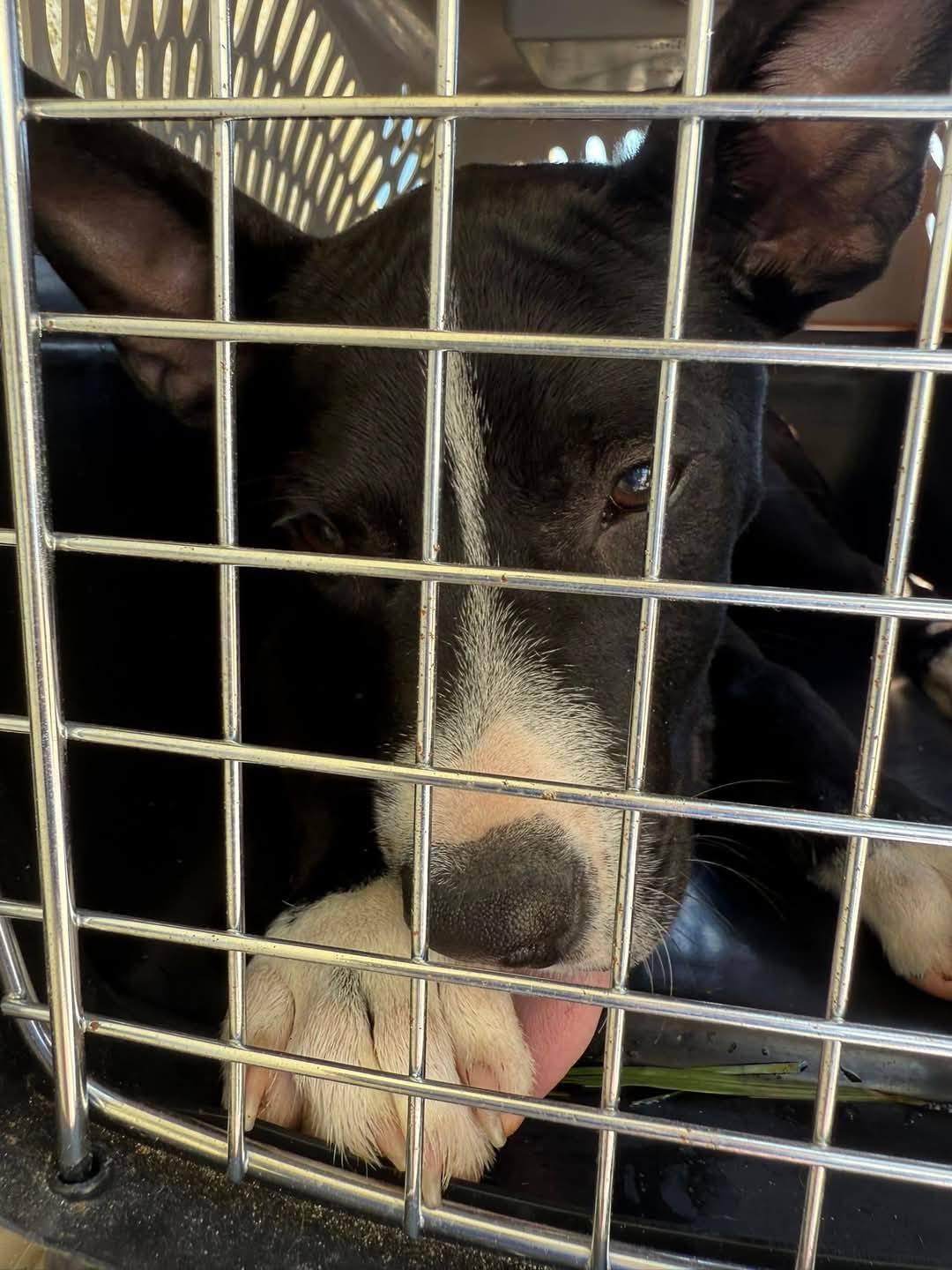 Enlarge Evie, a Adopted mixed breed in Palm Bay, FL image 5/5