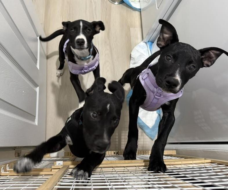 Enlarge Evie, a Adopted mixed breed in Palm Bay, FL image 3/5