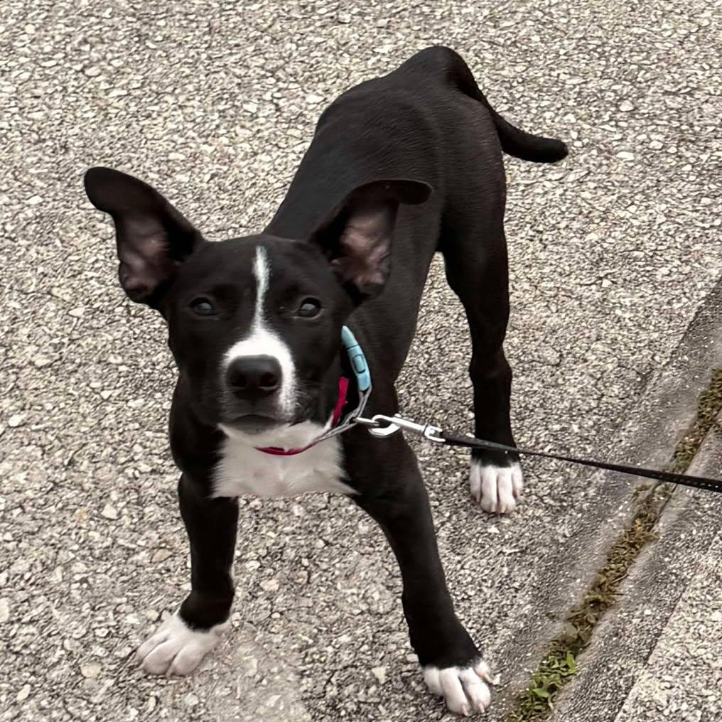 Enlarge Evie, a Adopted mixed breed in Palm Bay, FL image 2/5