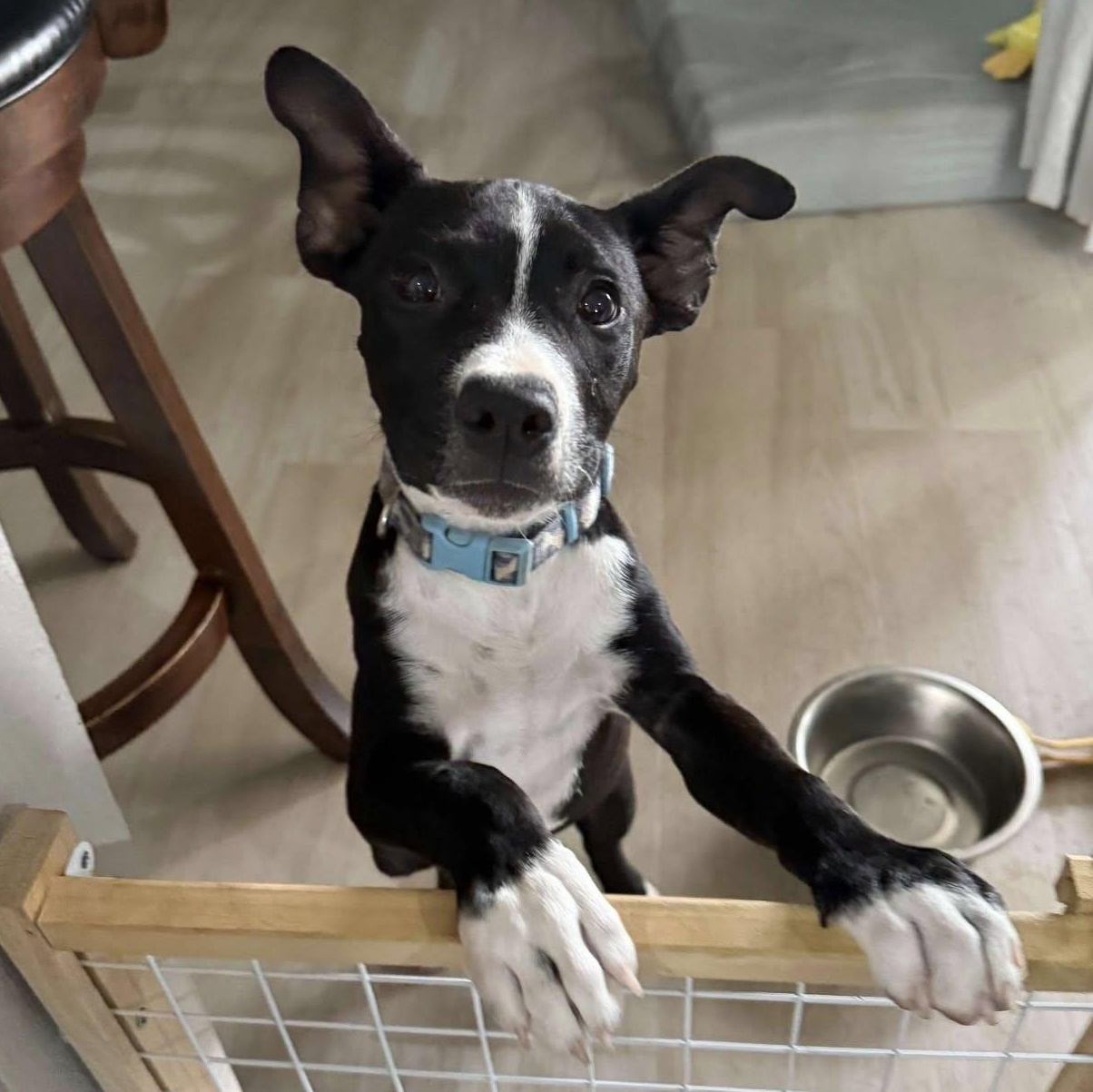 Evie, Adopted, Young Female Australian Cattle Dog / Blue Heeler.