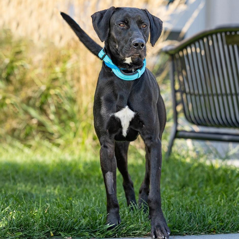 Taz, Adoptable, Adult Male Weimaraner & American Bulldog.