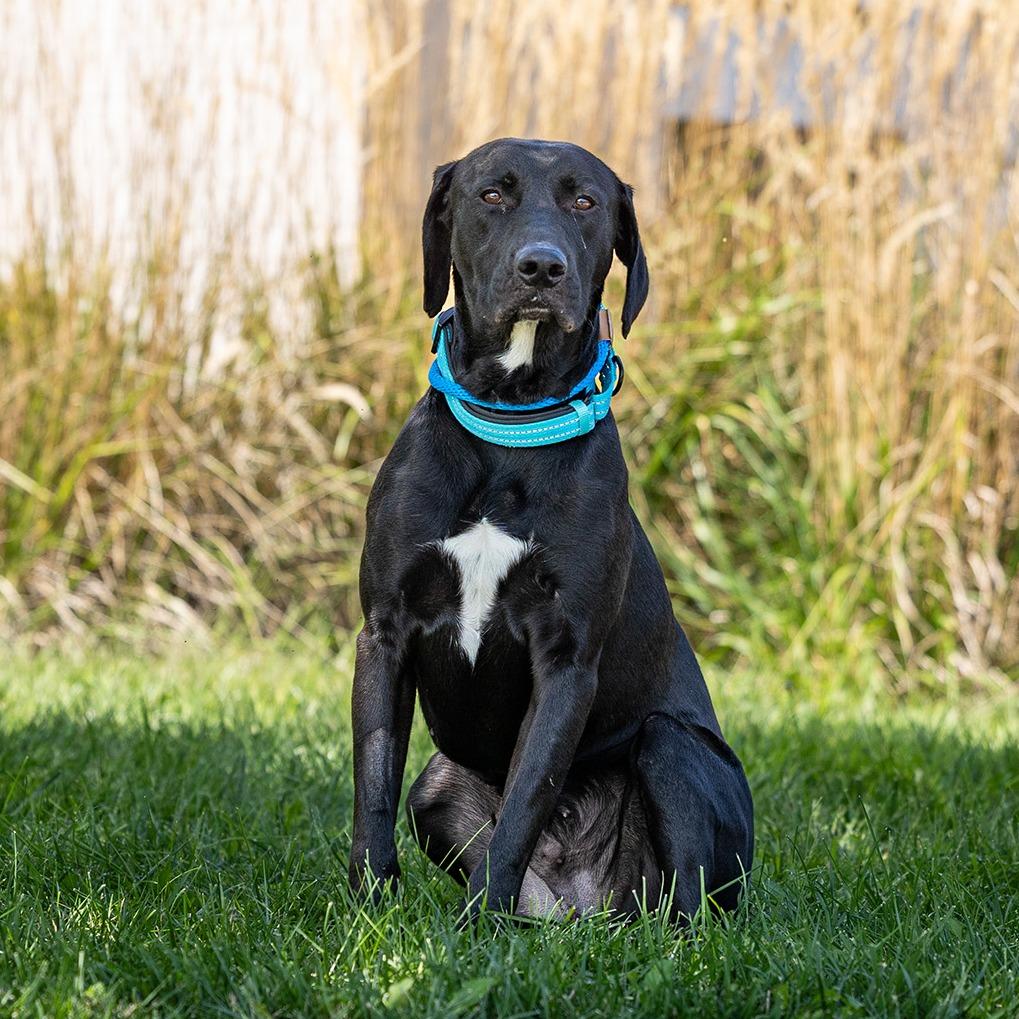 Enlarge Taz, a Adoptable mixed breed in Council Bluffs, IA image 2/5