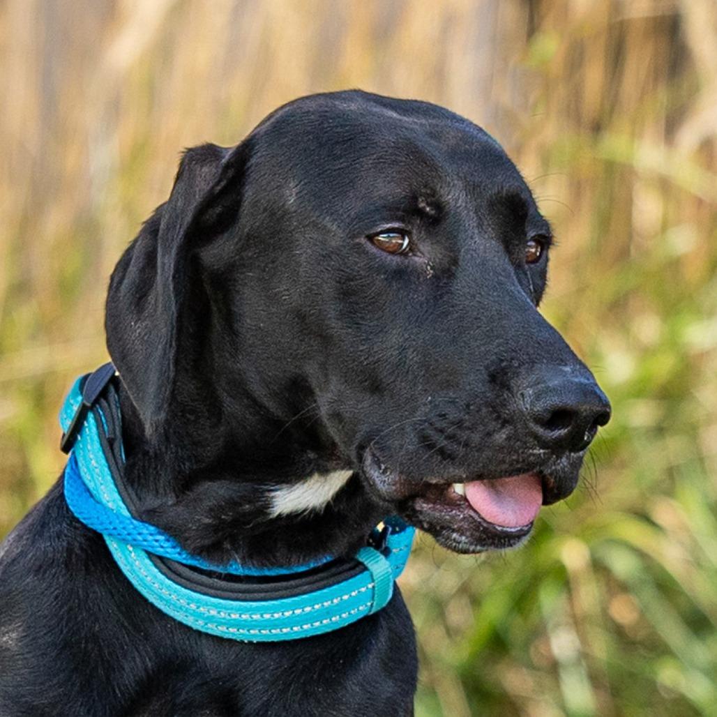 Enlarge Taz, a Adoptable mixed breed in Council Bluffs, IA image 4/5