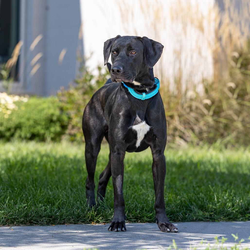 Enlarge Taz, a Adoptable mixed breed in Council Bluffs, IA image 5/5