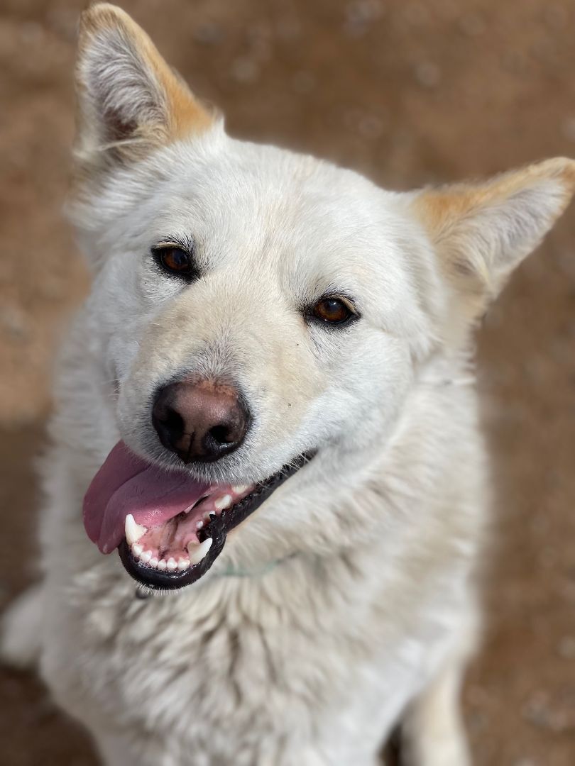 Enlarge Alaska, a Adoptable mixed breed in Divide, CO image 2/4