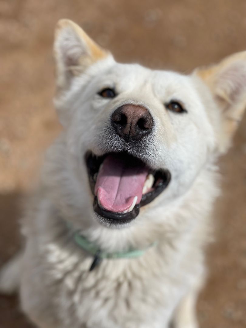 Alaska, an adoptable Alaskan Malamute, Husky in Divide, CO, 80814 | Photo Image 3