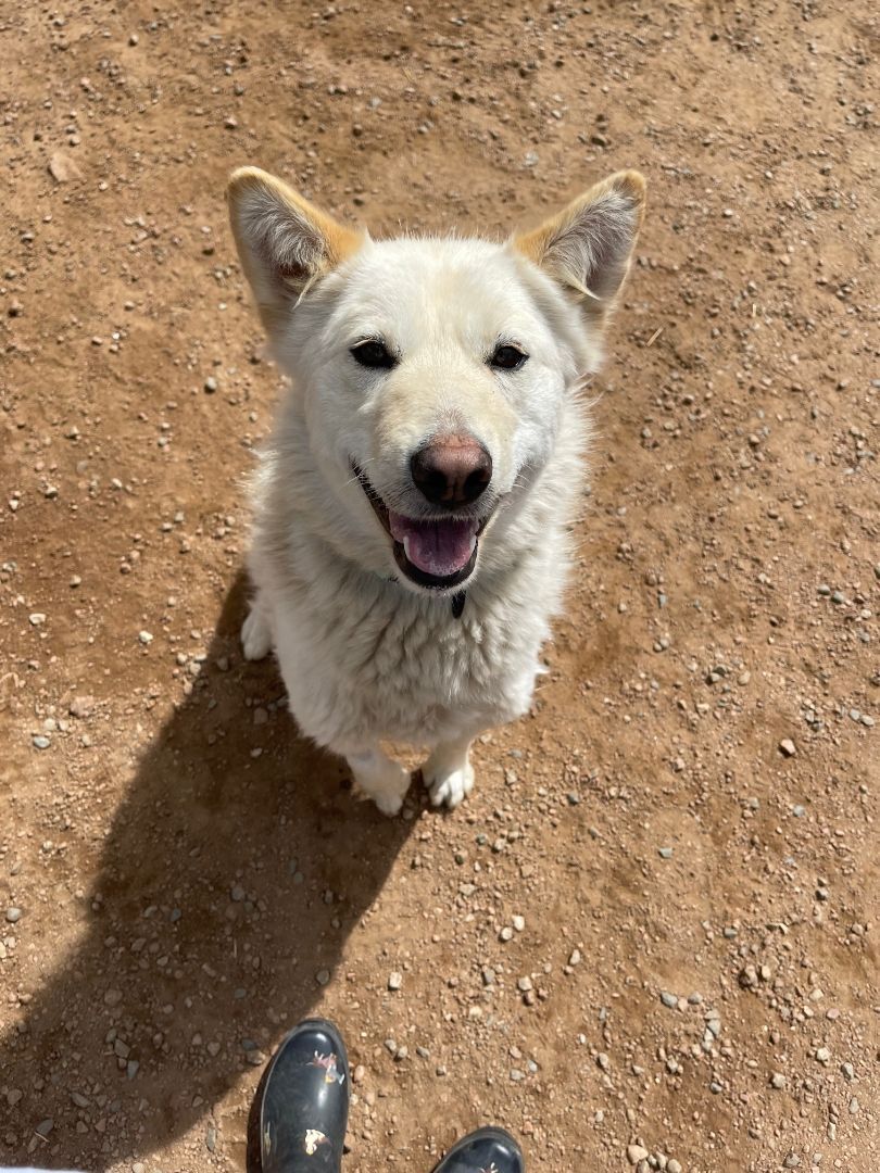 Alaska, an adoptable Alaskan Malamute, Husky in Divide, CO, 80814 | Photo Image 4