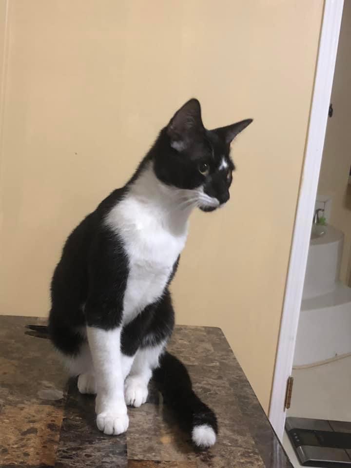 Enlarge Cleopatra Master Hunter Barn/House, a Adoptable Domestic Short Hair in CRYSTAL RIVER, FL image 2/2
