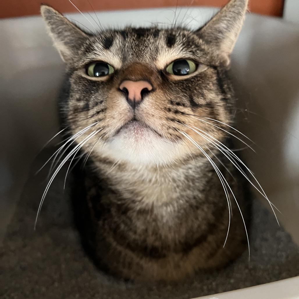 Enlarge Ben (Brent), a Adoptable Domestic Short Hair in Sarasota, FL image 1/5
