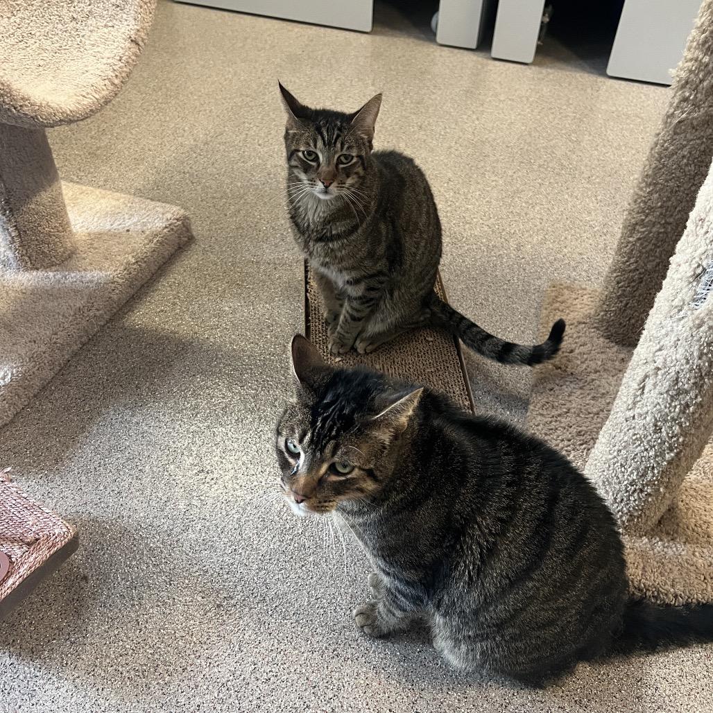 Enlarge Ben (Brent), a Adoptable Domestic Short Hair in Sarasota, FL image 2/5