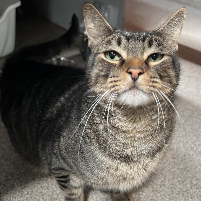 Enlarge Ben (Brent), a Adoptable Domestic Short Hair in Sarasota, FL image 3/5