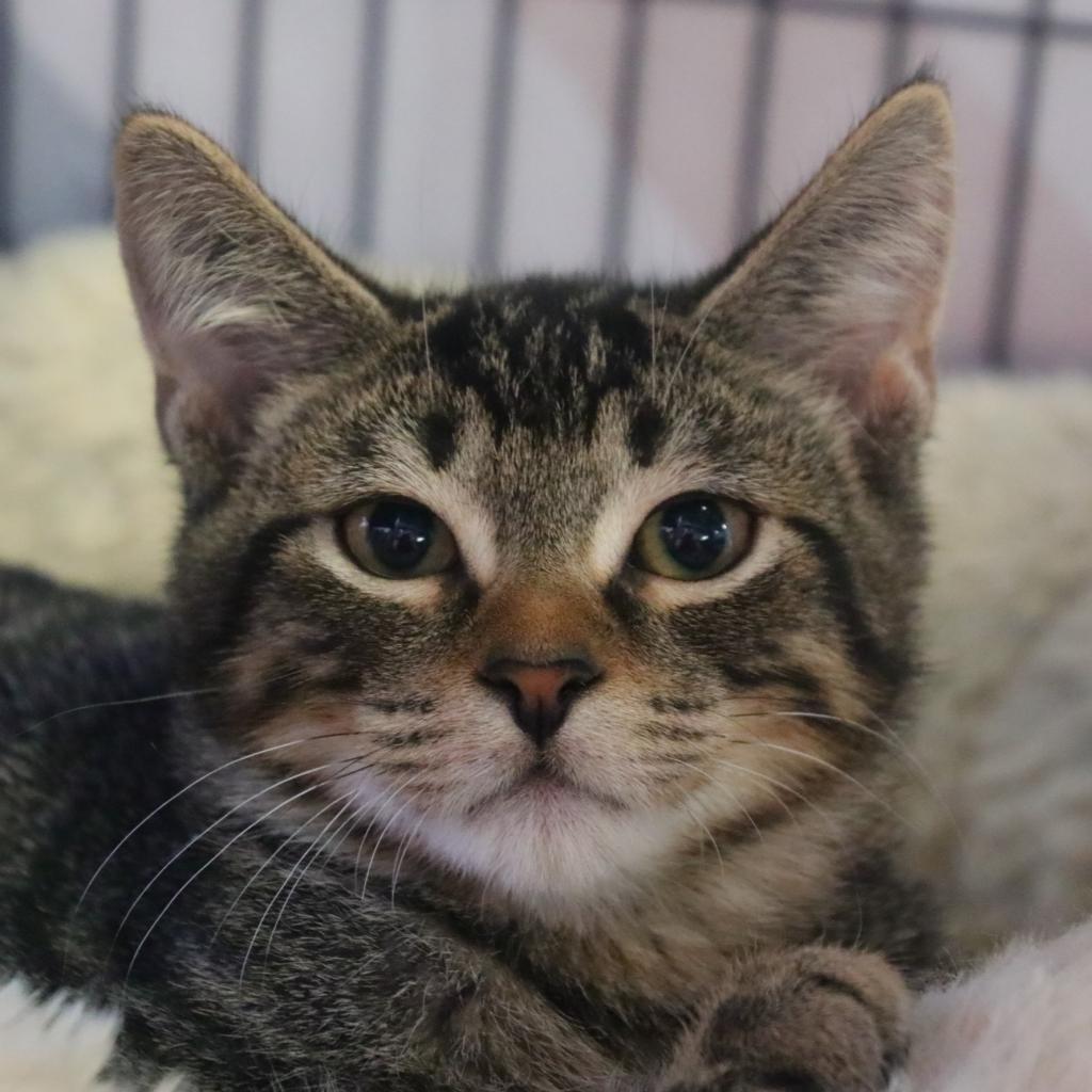 Enlarge Ben (Brent), a Adoptable Domestic Short Hair in Sarasota, FL image 4/5