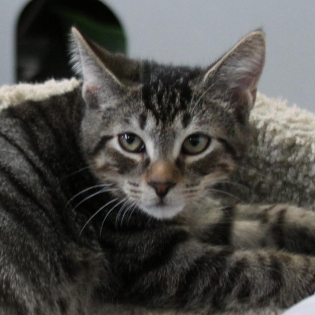 Enlarge Ben (Brent), a Adoptable Domestic Short Hair in Sarasota, FL image 5/5