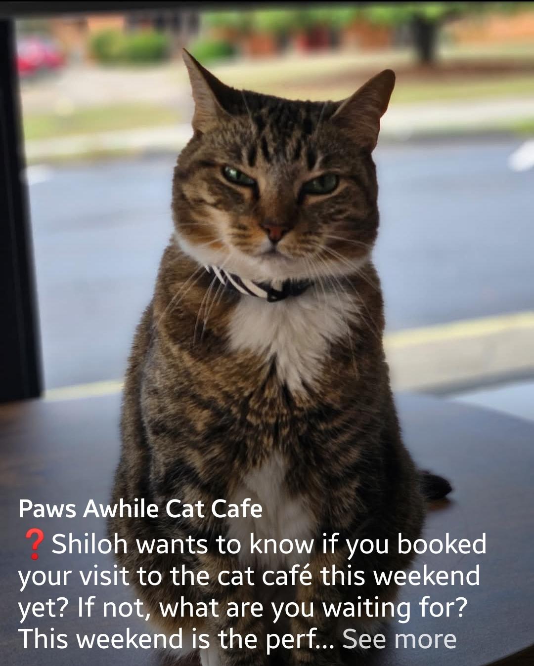 Enlarge Shiloh, a Adoptable Domestic Medium Hair in Centerville, GA image 1/4