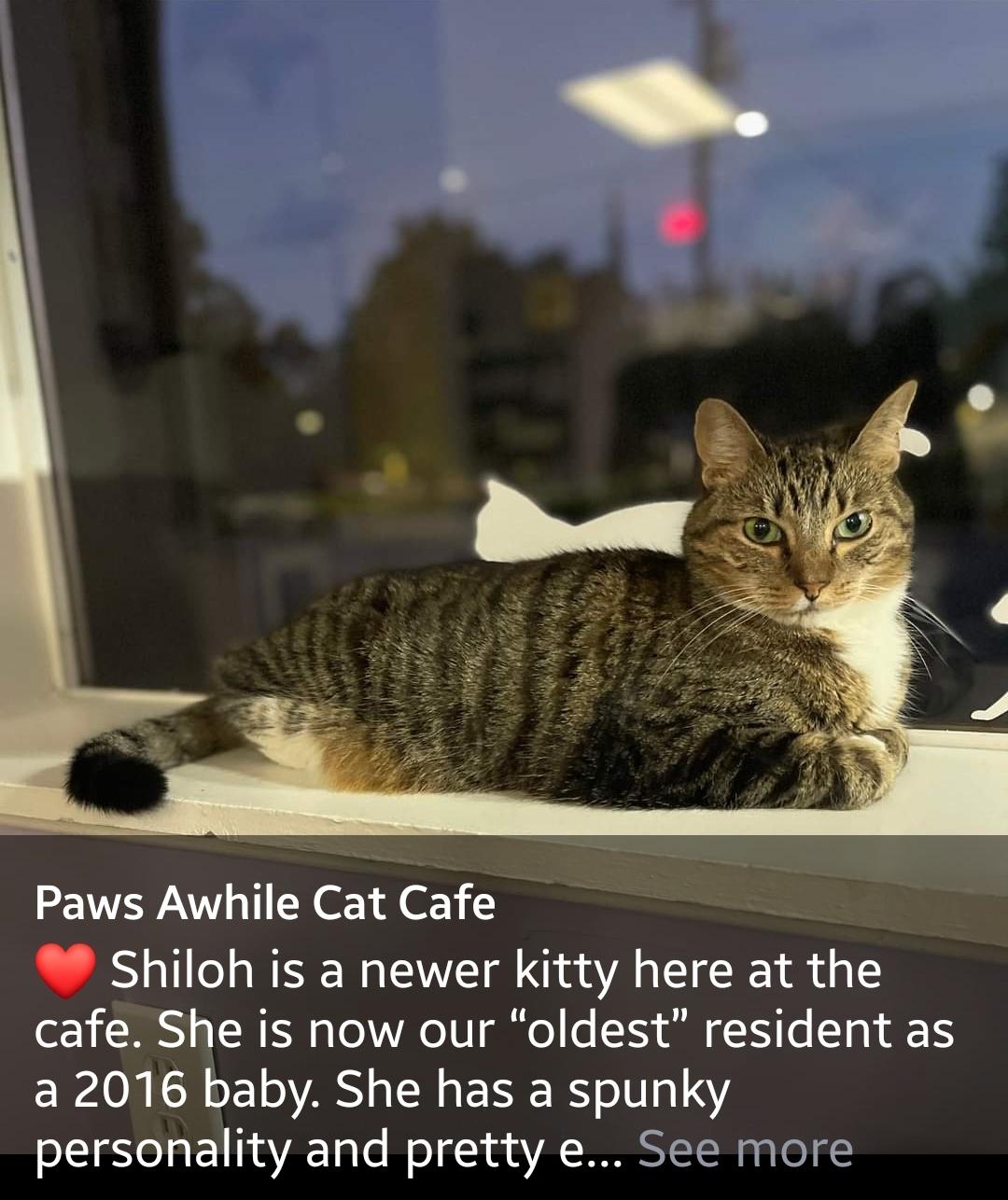 Enlarge Shiloh, a Adoptable Domestic Medium Hair in Centerville, GA image 2/4