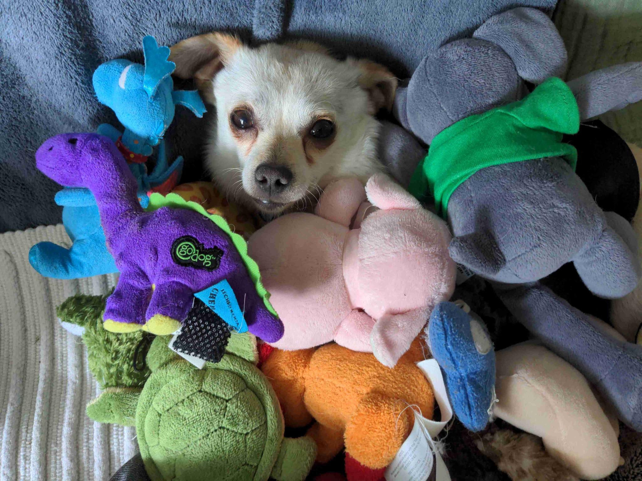 Kestrel, Adoptable, Young Male Pomeranian & Chihuahua.