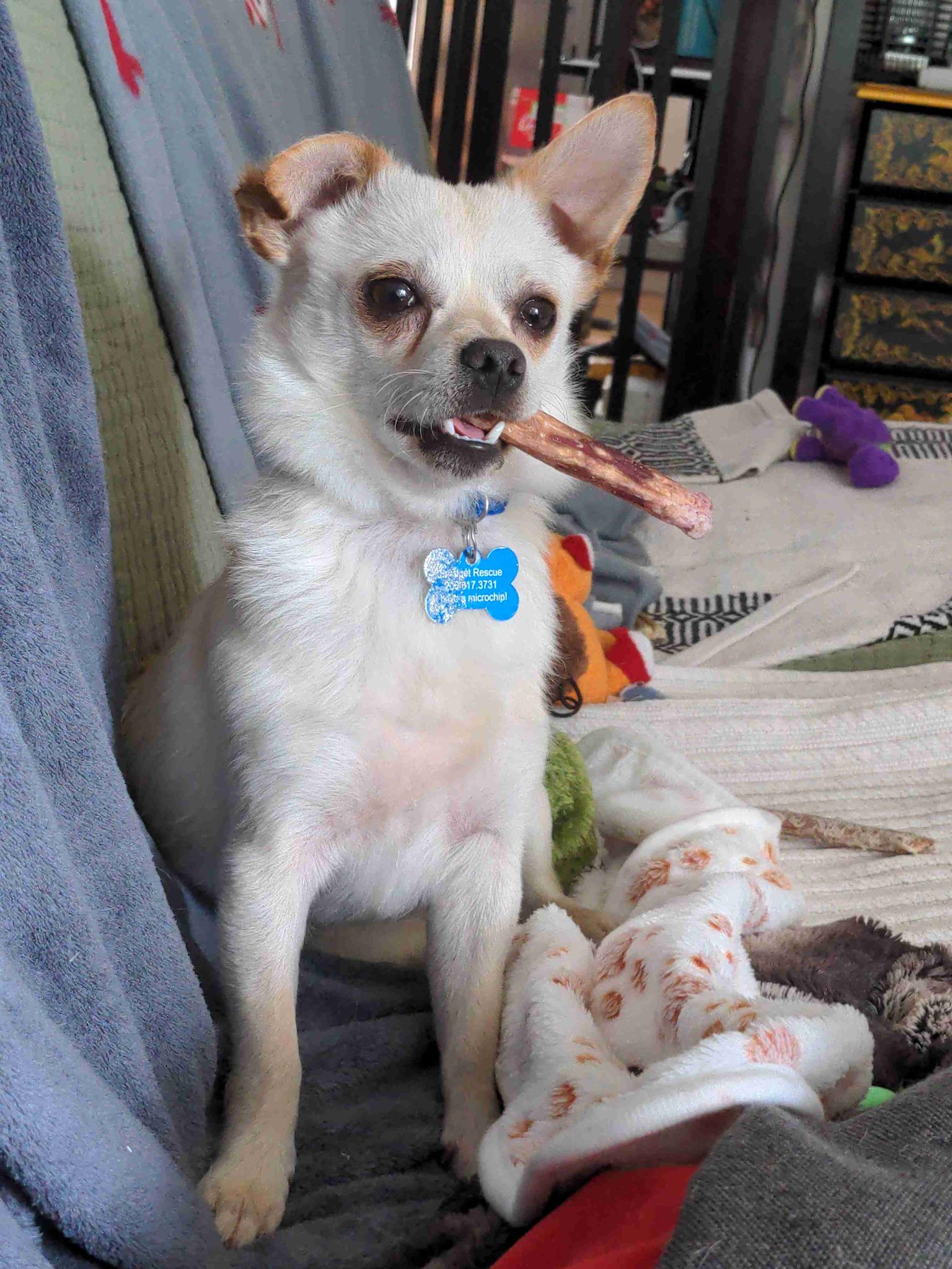 Kestrel, a Adoptable mixed breed in Covington, WA image 3/5