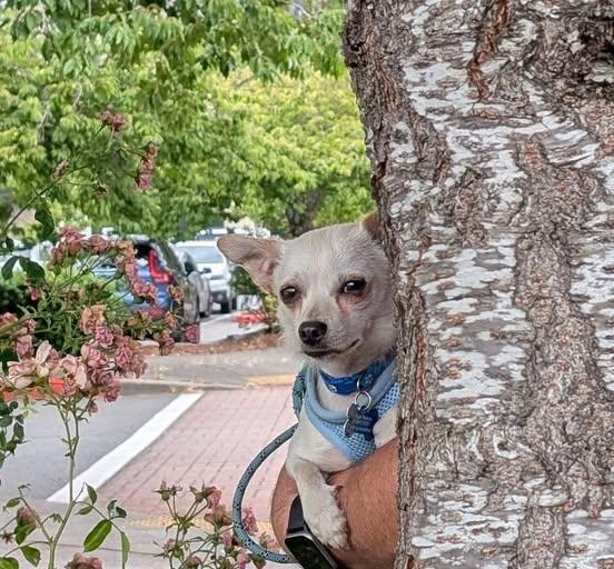 Kestrel, a Adoptable mixed breed in Covington, WA image 2/5