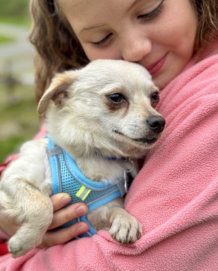 Kestrel, a Adoptable mixed breed in Covington, WA image 4/5