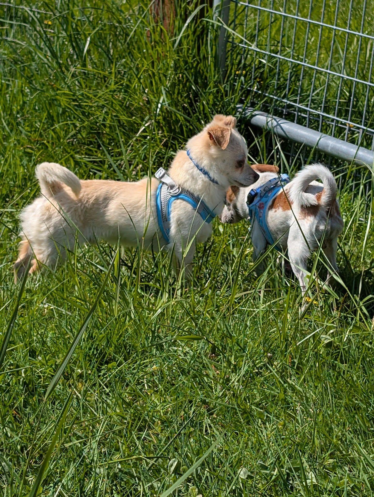 Kestrel, a Adoptable mixed breed in Covington, WA image 5/5