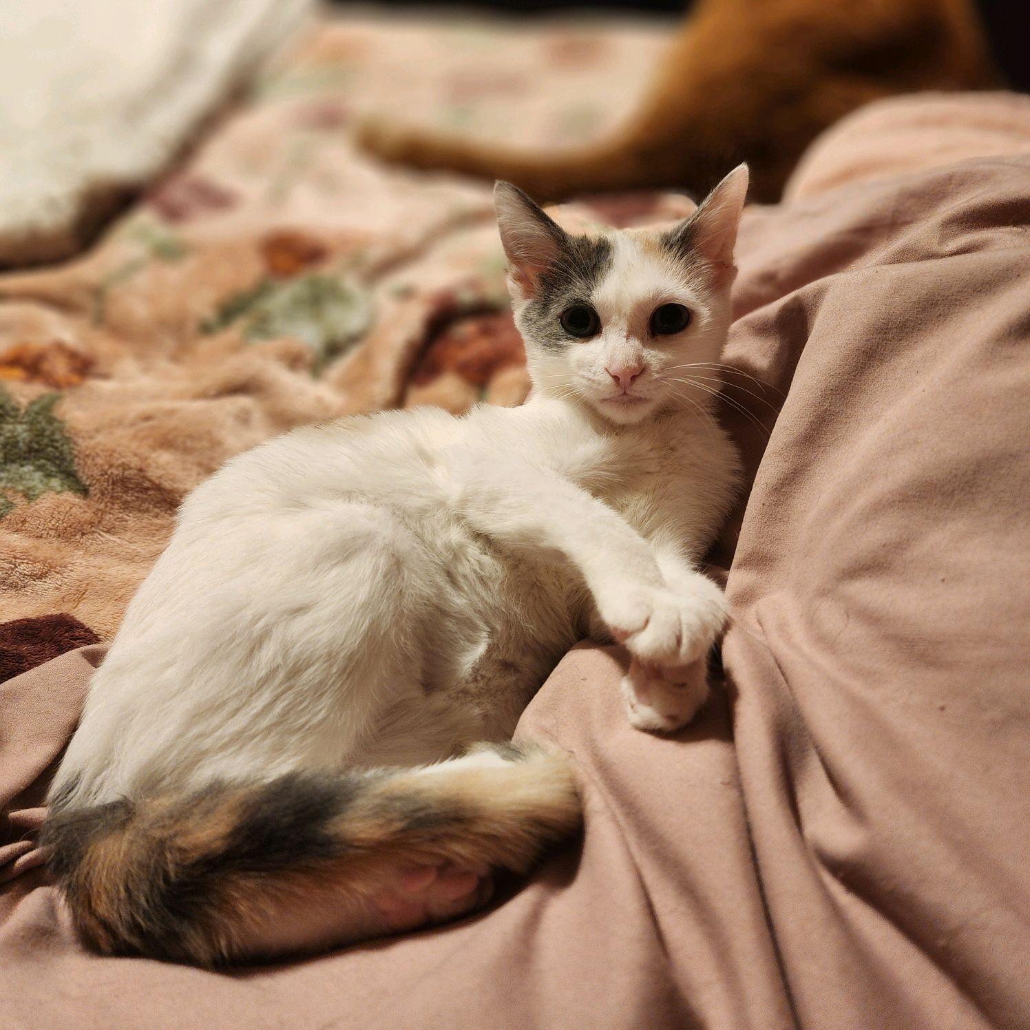 Enlarge Candle, a ADOPTABLE Domestic Short Hair in Greenwood, IN image 1/5