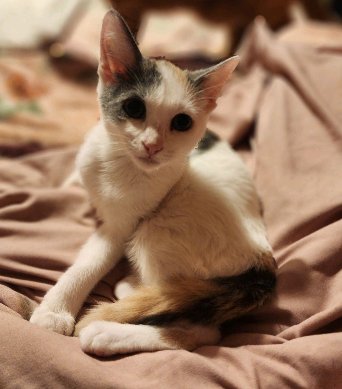 Enlarge Candle, a ADOPTABLE Domestic Short Hair in Greenwood, IN image 2/5