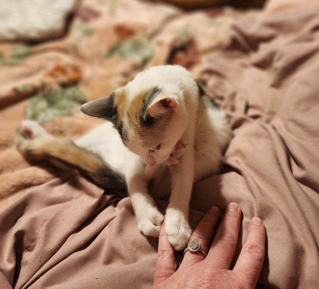 Enlarge Candle, a ADOPTABLE Domestic Short Hair in Greenwood, IN image 4/5