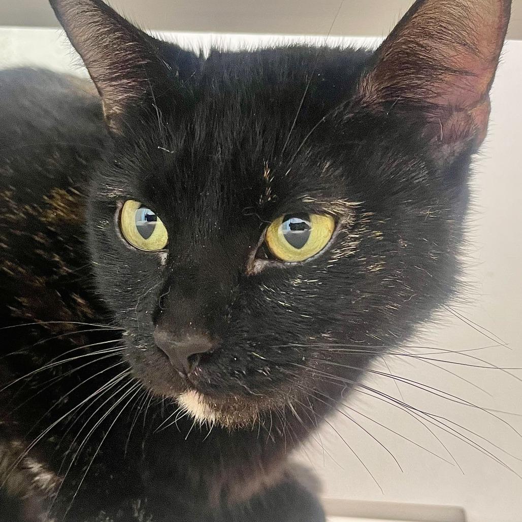 Enlarge Turtle, a Adoptable Domestic Short Hair in Marshall, VA image 1/5