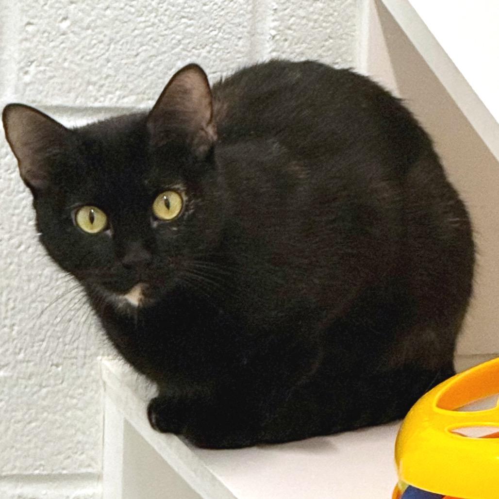 Enlarge Turtle, a Adoptable Domestic Short Hair in Marshall, VA image 2/5