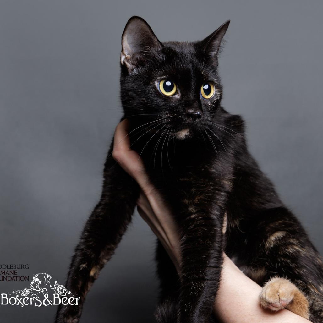 Enlarge Turtle, a Adoptable Domestic Short Hair in Marshall, VA image 3/5