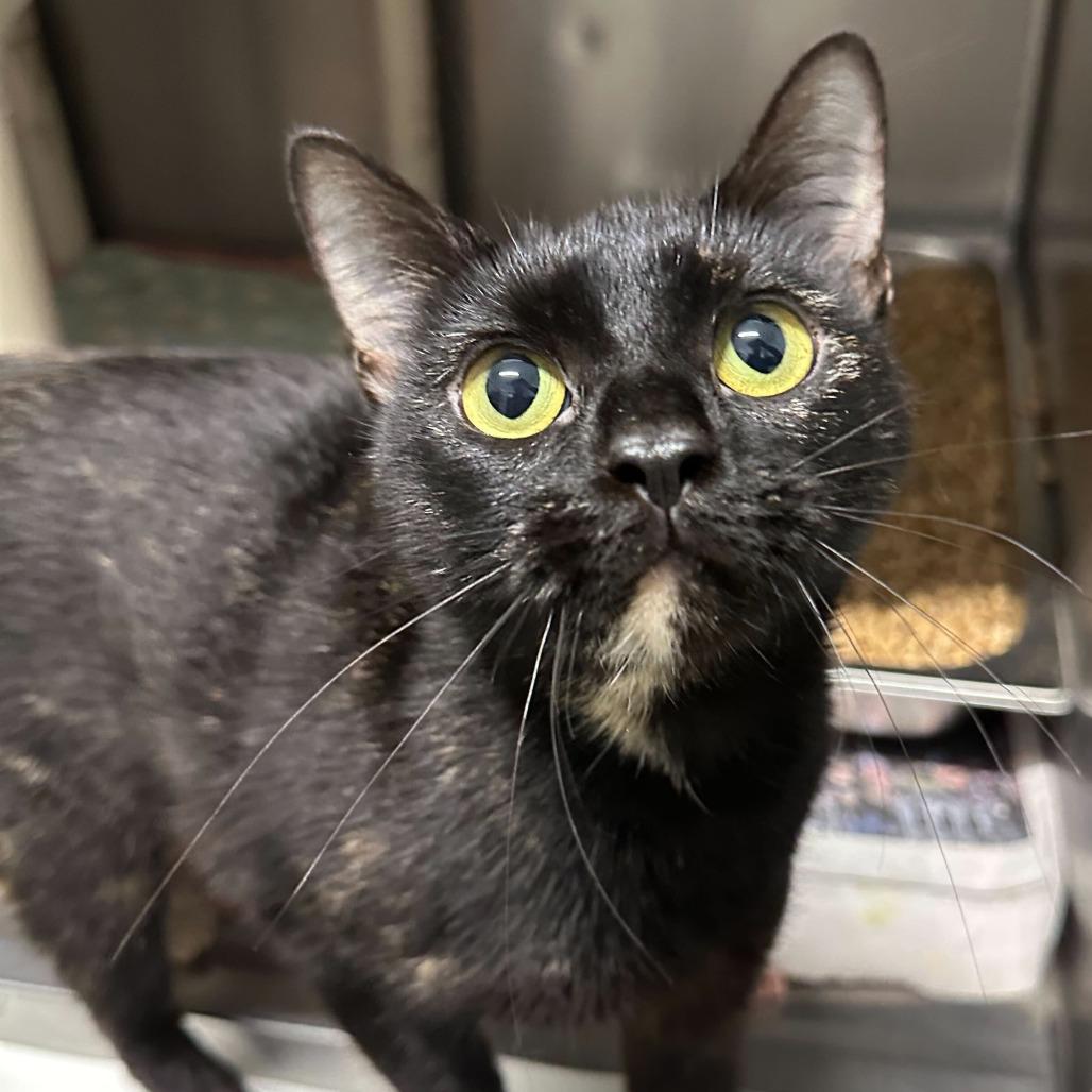 Enlarge Turtle, a Adoptable Domestic Short Hair in Marshall, VA image 4/5