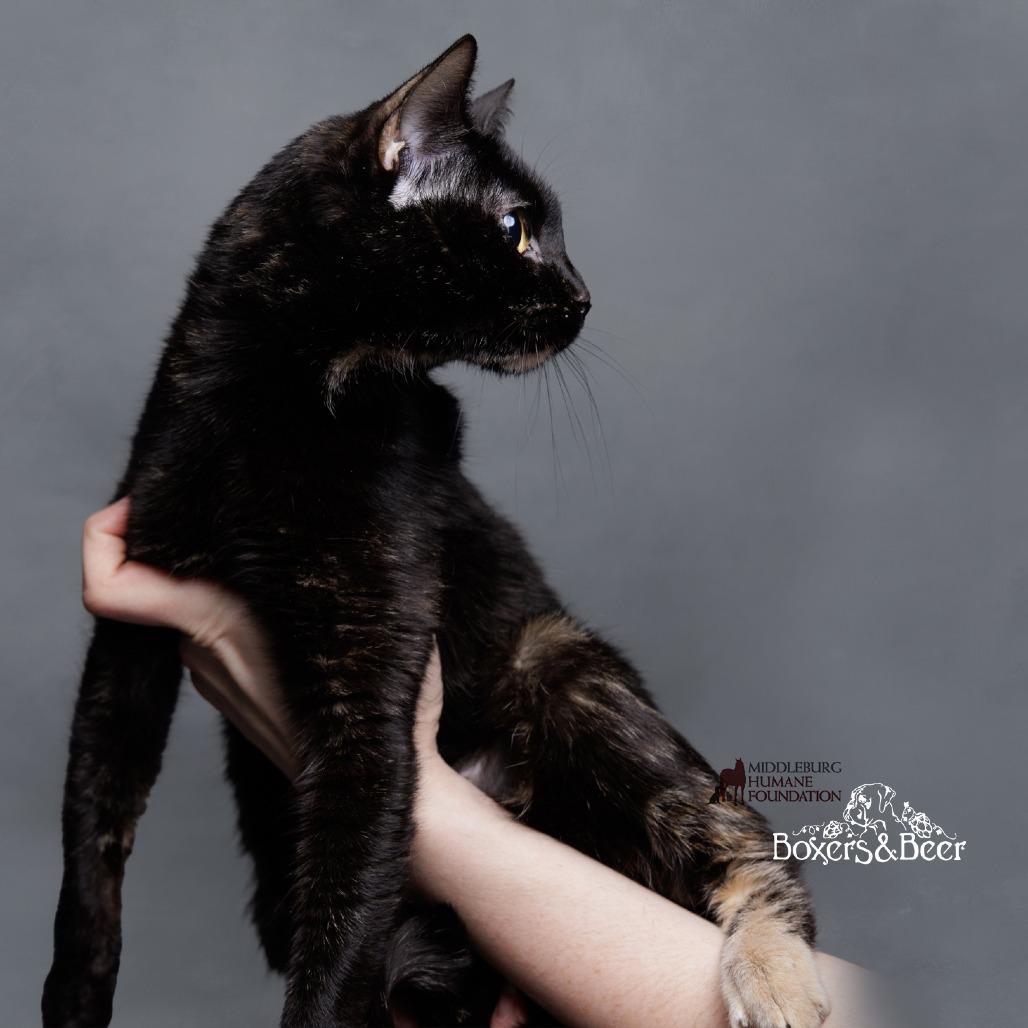 Enlarge Turtle, a Adoptable Domestic Short Hair in Marshall, VA image 5/5