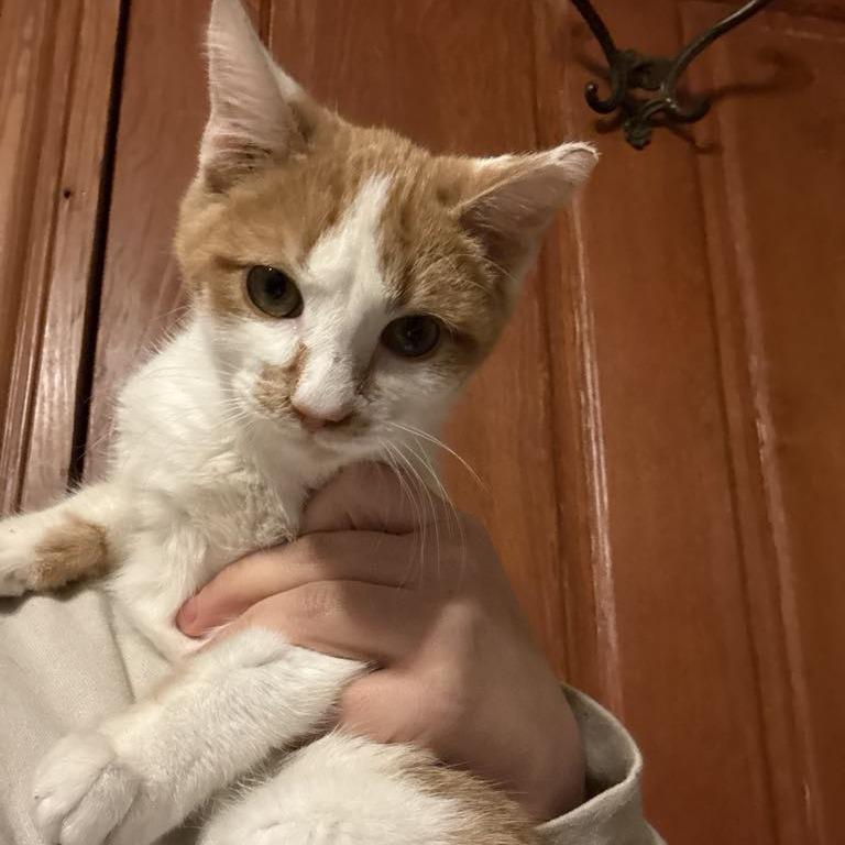 Jerry, Adoptable, Young Male Domestic Short Hair.