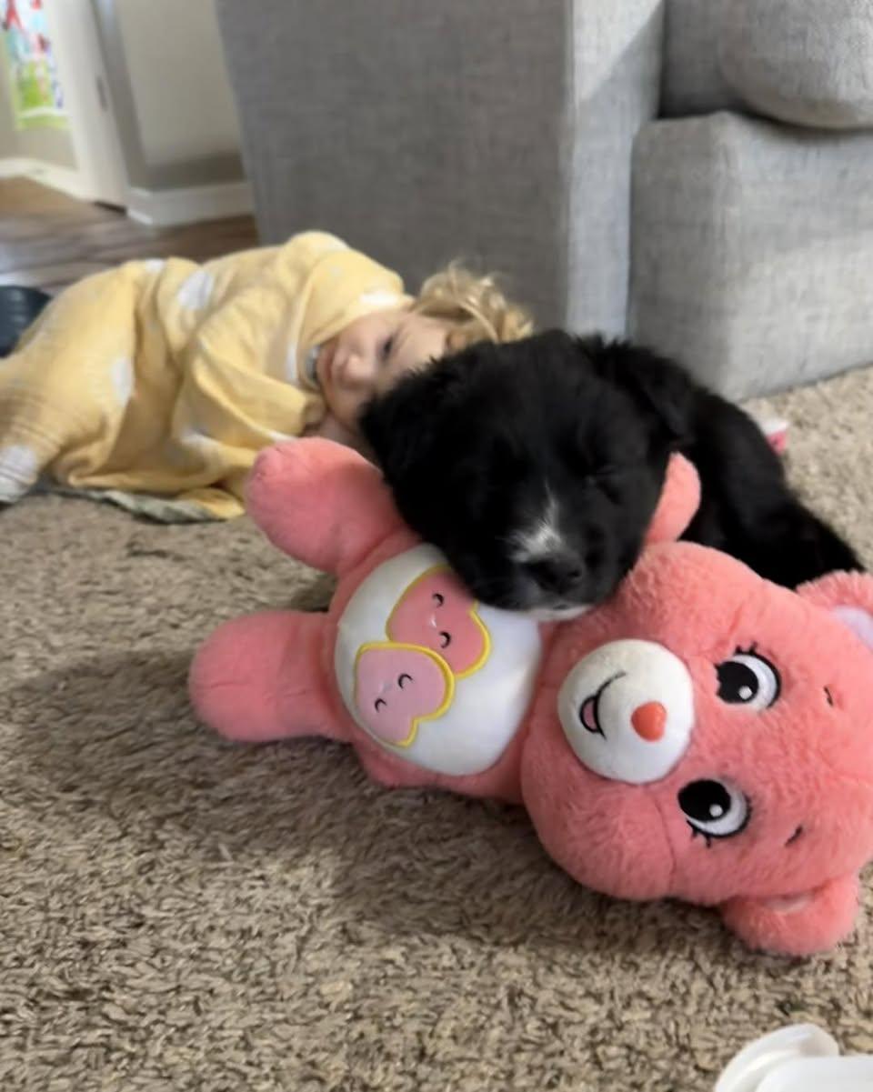 Clover, adopted, Puppy Male Border Collie.