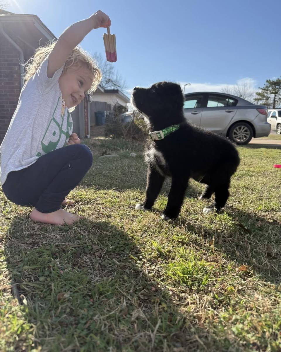 Enlarge Clover, an adopted mixed breed in Piedmont, OK image 5/5