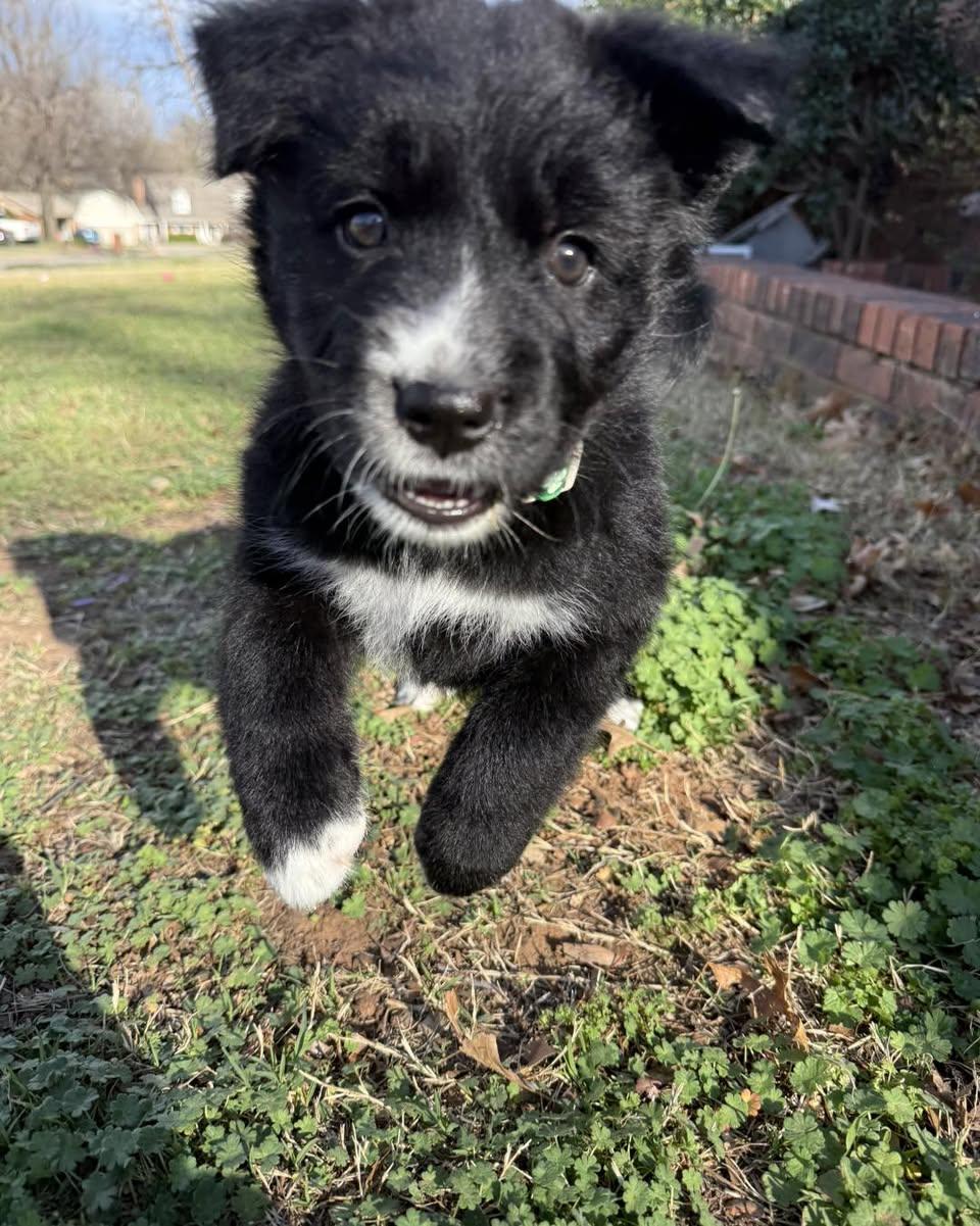 Enlarge Clover, an adopted mixed breed in Piedmont, OK image 3/5