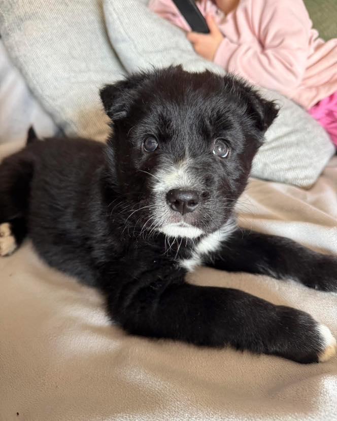 Enlarge Clover, an adopted mixed breed in Piedmont, OK image 4/5