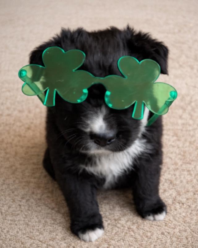 Enlarge Clover, an adopted mixed breed in Piedmont, OK image 2/5