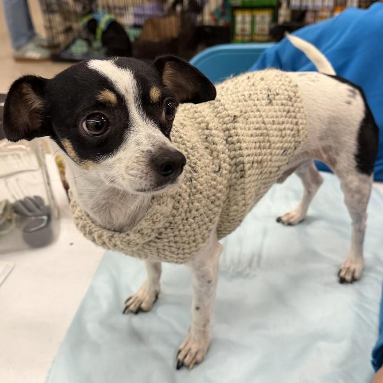 Cookie & Brownie thumbnail 2