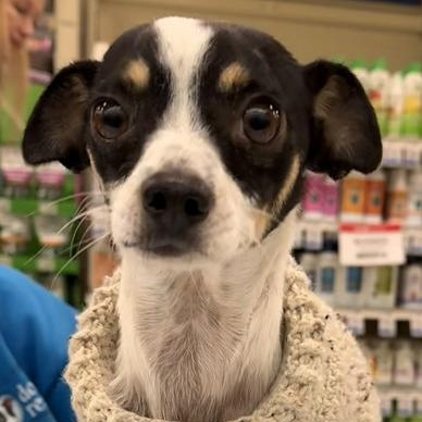 Cookie & Brownie thumbnail 3