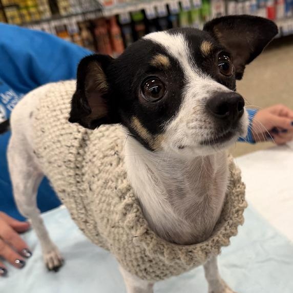 Cookie & Brownie thumbnail 4